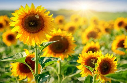  ������� ������ ���� �������� 