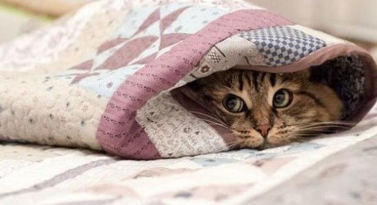  ��������� ���������� ������ ����� ������������ �������� 