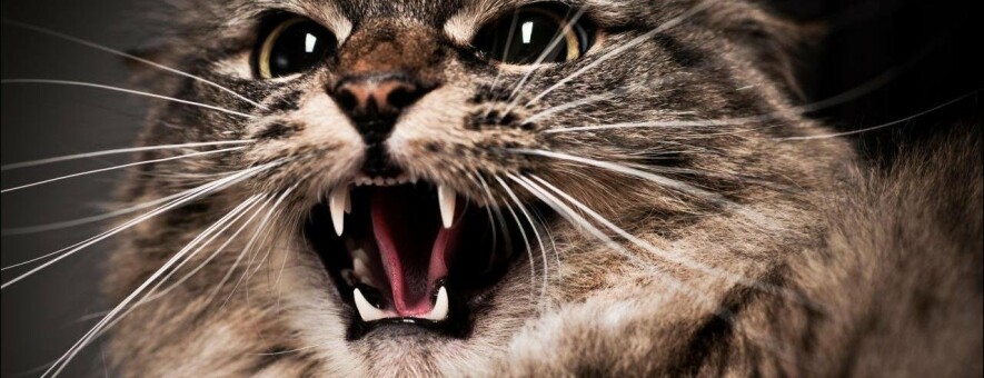  ������ ����������� ������� ��� ������� ����� 