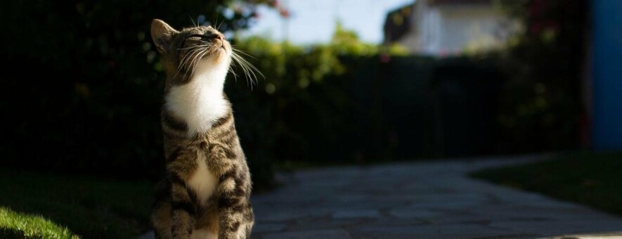  ������ ������� ������������ ��������� ����� 