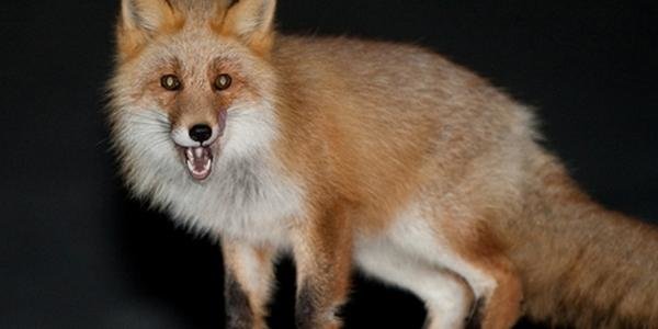  ��������� ����������� ������ ���� 