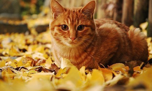  ��������� ���������� ������ ����� ������������ ������� 