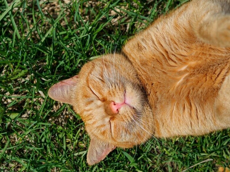  ������ �������� ������� ��������� ���������� ���������� 