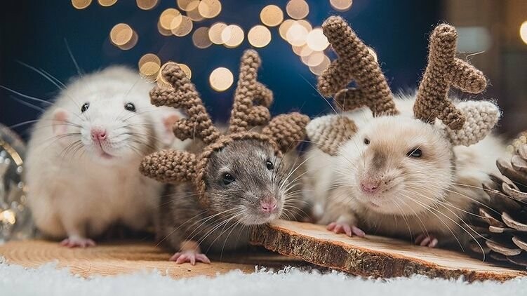 ����� ����� ��� 2020 ���, - ����