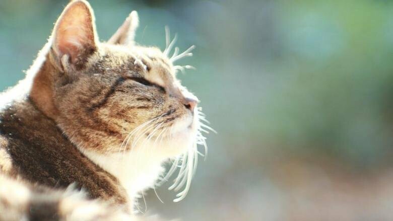  ����� ������ ���� ������� ������ �������� 