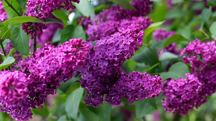  ����� ����� ������� ������ �������� 