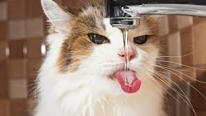  �������� ����� ������� �������� ���� 