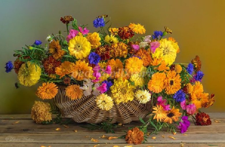  ��������� �������� ���� �������� ������� ���� ������� 