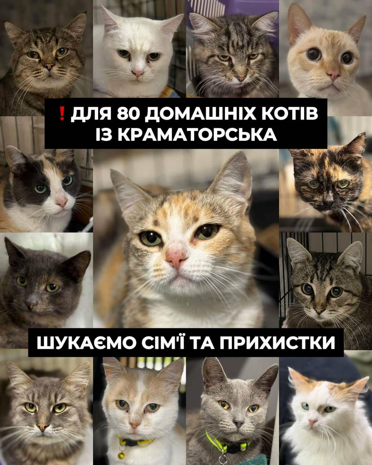 У Харкові шукають прихисток для 80 евакуйованих котиків із Краматорська