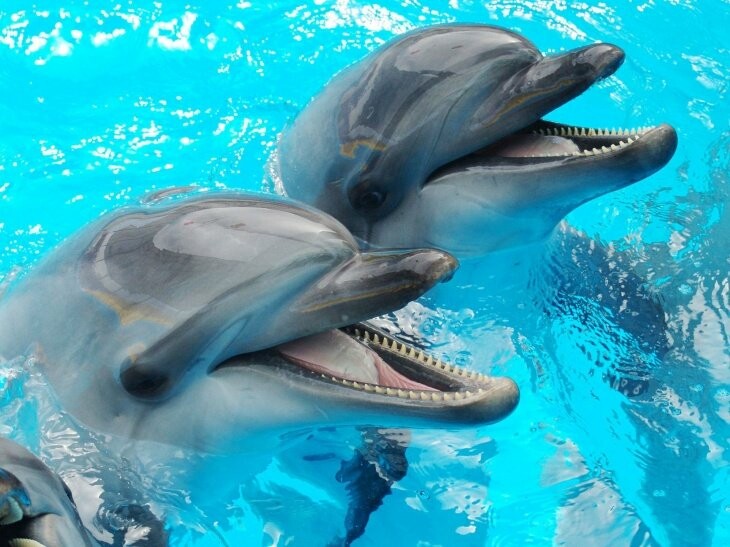 Дельфінів з Харкова евакуюють до Одеси