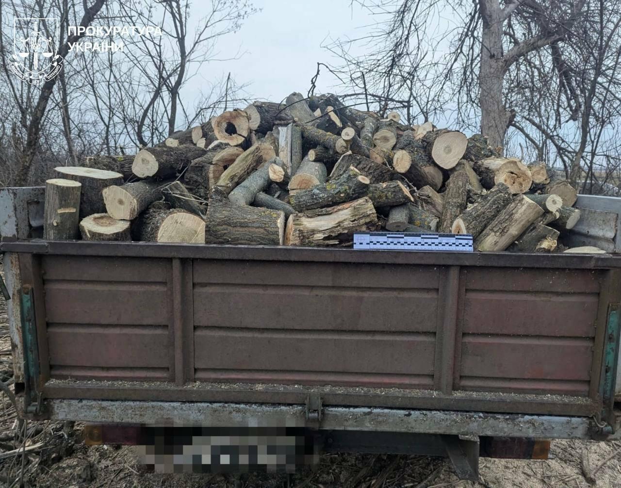 На Харківщині "чорні лісоруби" знищили дерев на пів мільйона гривень