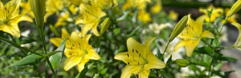 У Харкові розквітнули лілії, які місту подарувала Ніна Трускало із Дніпра, - ФОТО