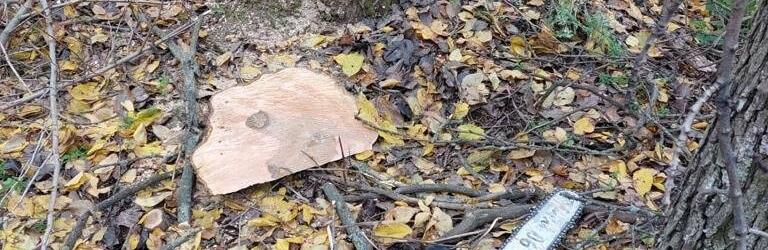 Завдали збитків на майже мільйон гривень: на Харківщини повідомили про підозру двом «чорним лісорубам», - ФОТО