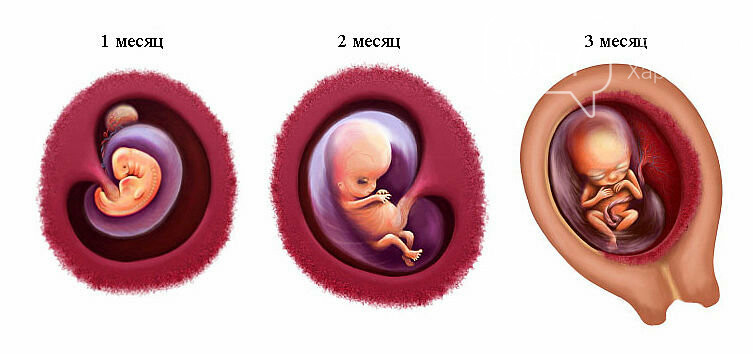 Как выглядит живот беременной на 4 месяце беременности фото