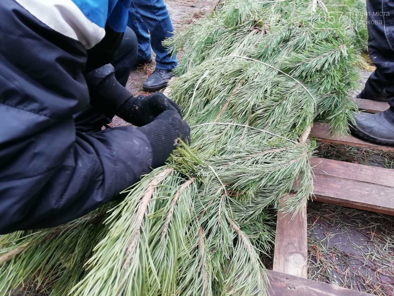 Покупка елки в Харькове. Полицейские и экологи рассказали,..., фото-21 Покупка елки в Харькове. Полицейские и экологи рассказали, как проверить, законно ли продают дерево, - ФОТО, фото-21