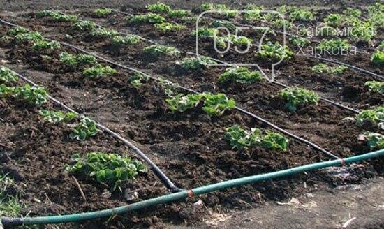 Капельный полив – экономия и роскошная растительность вашег..., фото-2 Капельный полив – экономия и роскошная растительность вашего сада, фото-2