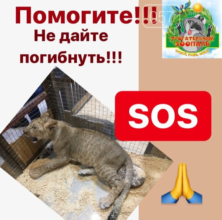 Мы все так же находимся на карантине и зверушкам нечего ку..., фото-13 Мы все так же находимся на карантине и зверушкам нечего кушать!!! Мы просим помощи у небезразличных людей!!!, фото-13