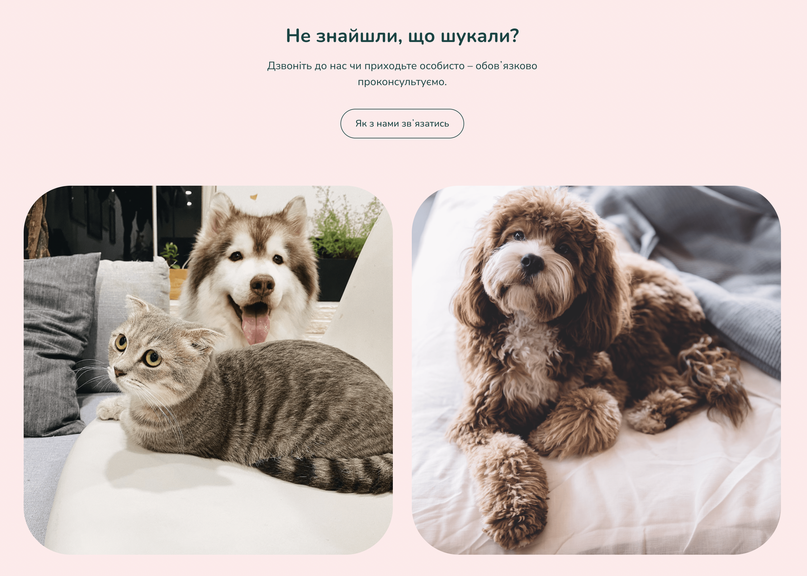 грумінг-салон, фото-1