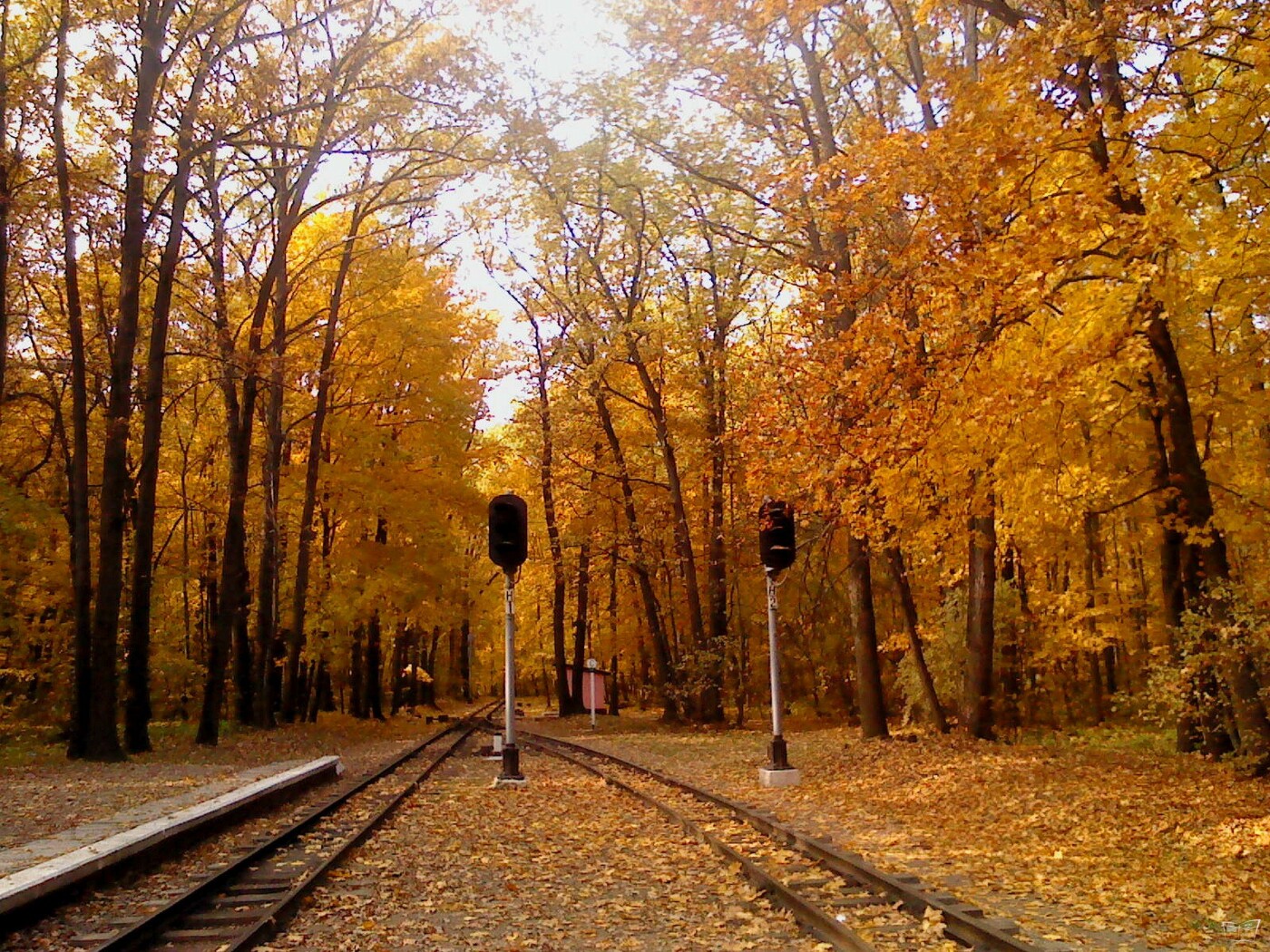 Ржевский лесопарк фото