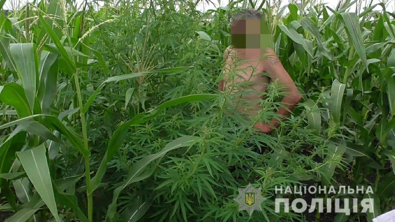 плантация конопля плантация конопля