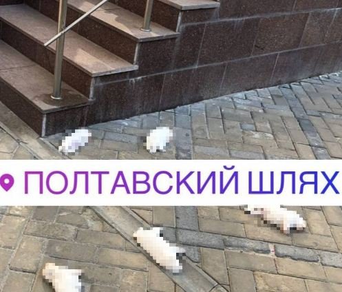 В Харькове неизвестные выбросили щенков с балкона четвертого этажа: животные разбились насмерть, - ФОТО