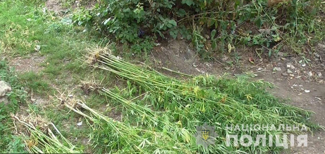 На Харьковщине силовики «накрыли» плантацию наркотиков, которые выращивал местный житель, - ФОТО, фото-2