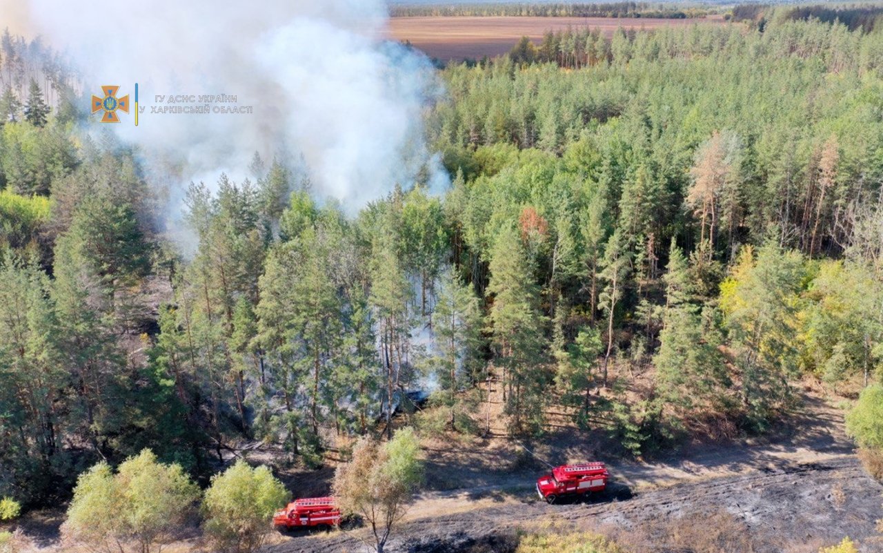 На Харьковщине загорелся хвойный лес: из-за сильного ветра спасатели почти сутки тушили масштабный пожар, - ФОТО