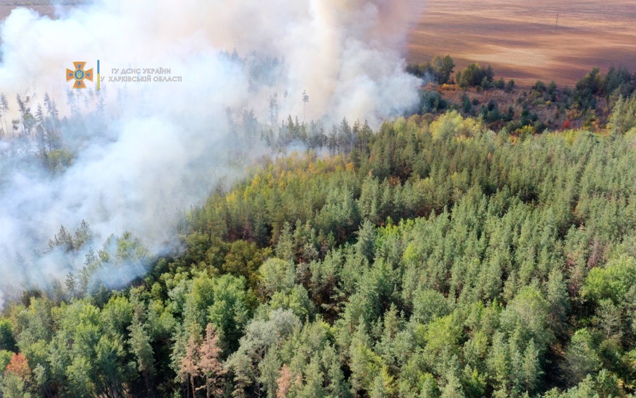 На Харьковщине загорелся хвойный лес: из-за сильного ветра спасатели почти сутки тушили масштабный пожар, - ФОТО, фото-2