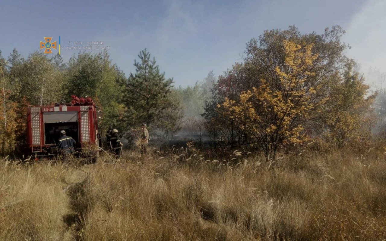 На Харьковщине загорелся хвойный лес: из-за сильного ветра спасатели почти сутки тушили масштабный пожар, - ФОТО, фото-3