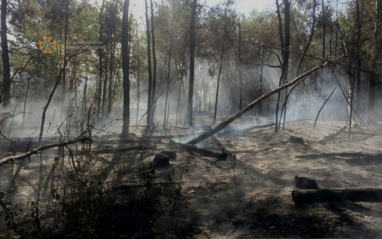 На Харьковщине загорелся хвойный лес: из-за сильного ветра спасатели почти сутки тушили масштабный пожар, - ФОТО, фото-4