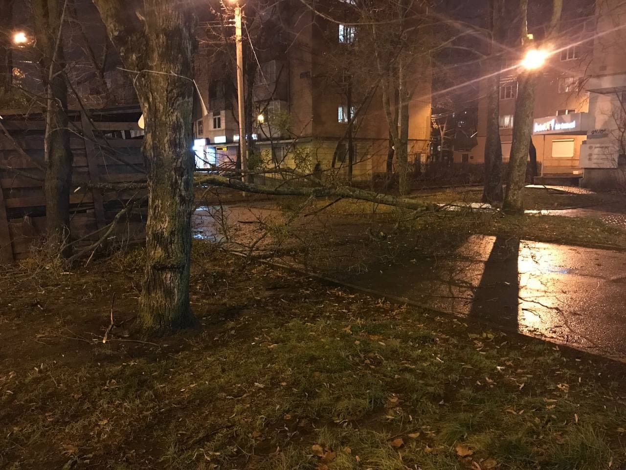 В Харькове из-за непогоды рухнуло дерево на тротуар и перегородило проход людям, - ФОТО