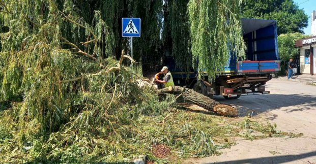 У Харкові розпиляли та вивезли більшість дерев, що впали через негоду, - ФОТО