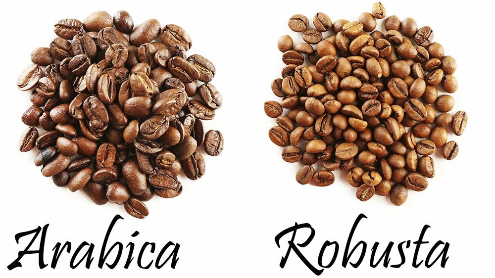 арабика и робуста сорта кофе