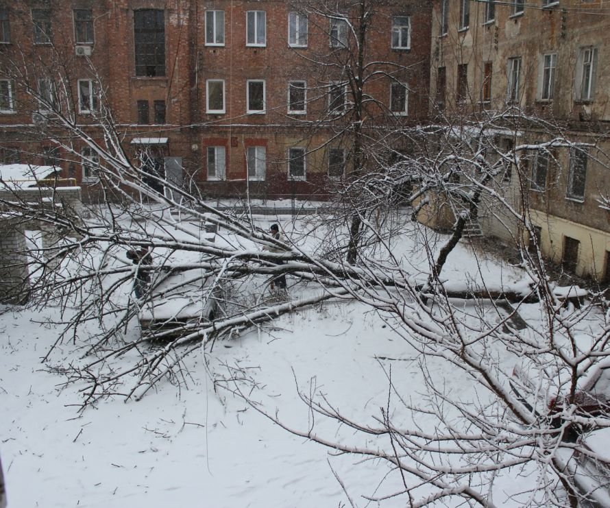 дерево1